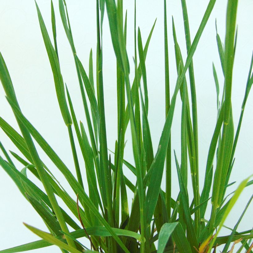 Briza media (Folhagem)