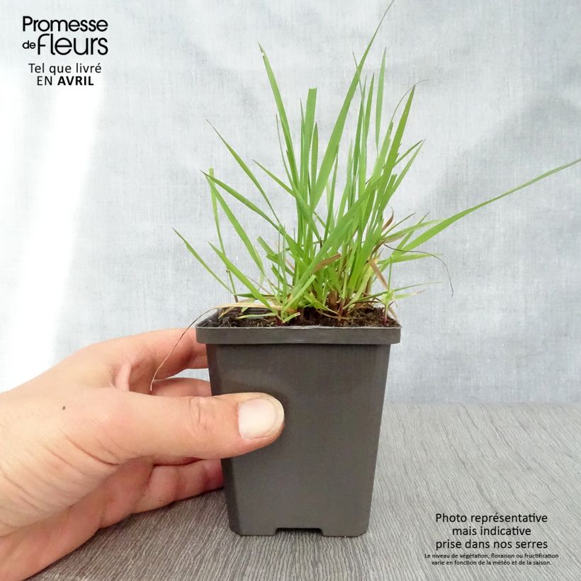 Amostra de Briza media Vaso de 7/8 cm tal como entregue na primavera