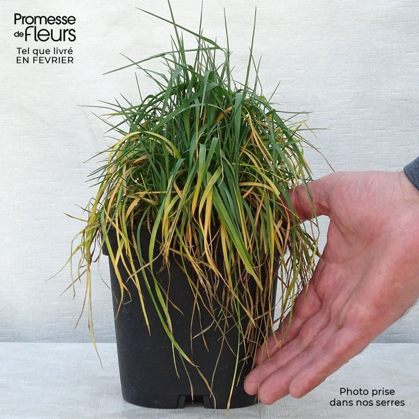 Amostra de Briza media Vaso de 2 L/3 L tal como entregue no inverno