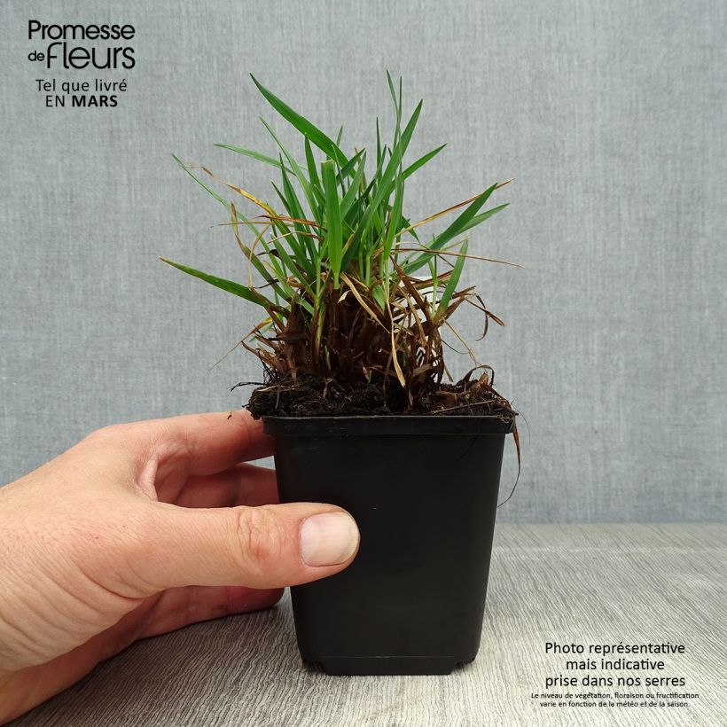 Amostra de Briza media Limouzi Vaso de 8/9 cm tal como entregue na primavera
