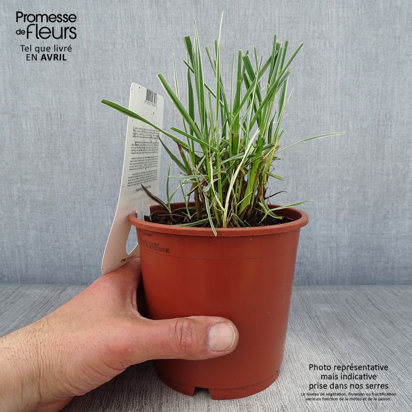 Amostra de Briza media Zitterzebra Vaso de 1 L/1,5 L tal como entregue na primavera