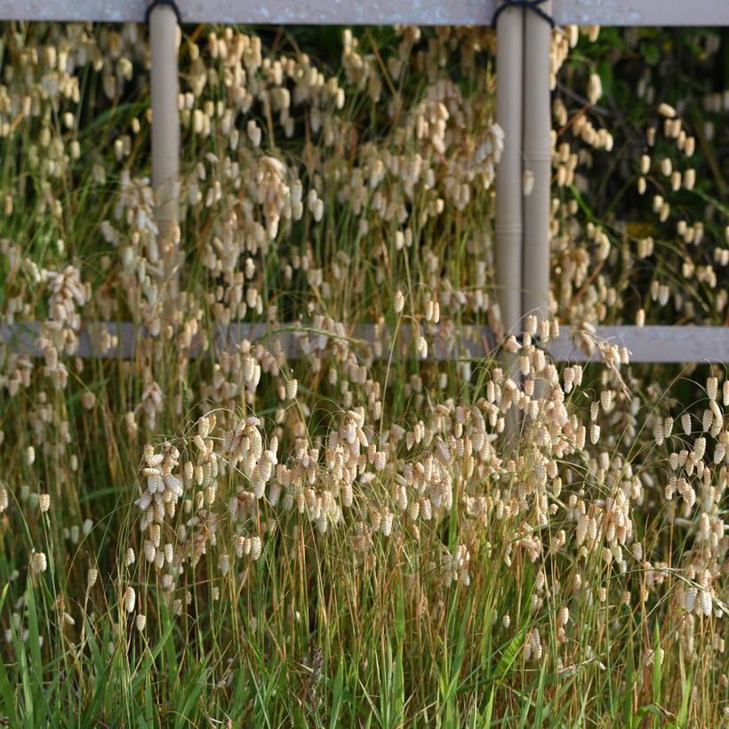 Briza maxima - Balança (Hábito)