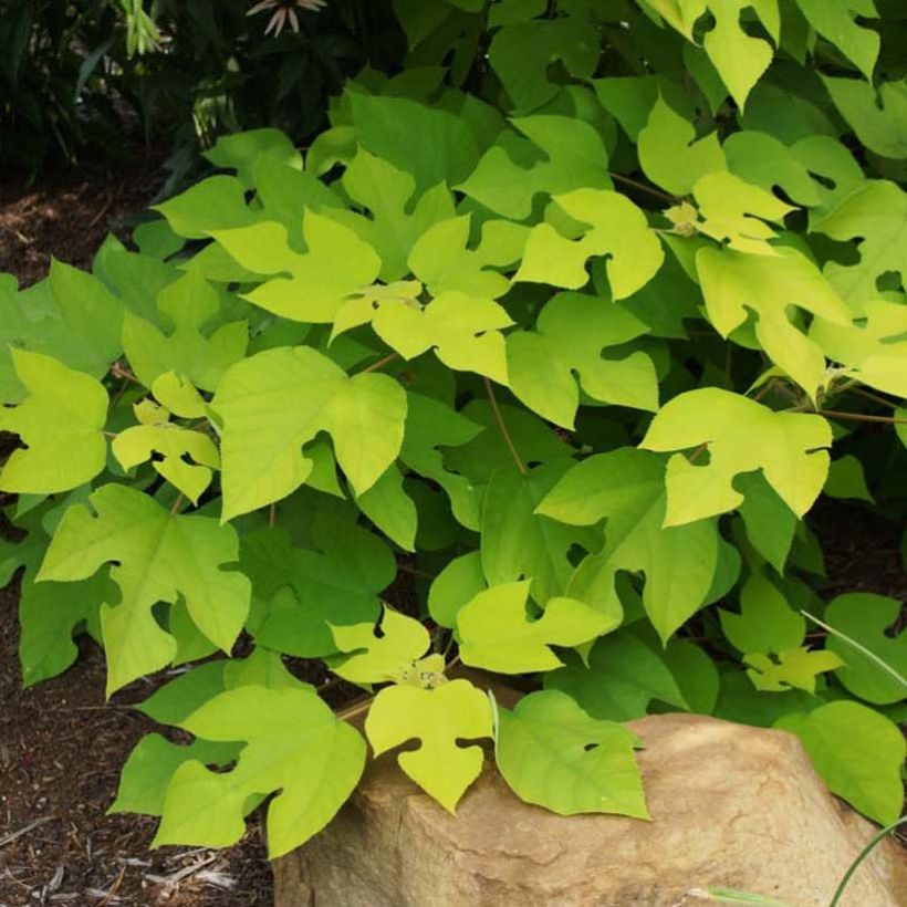 Broussonetia papyrifera Golden Shadow (Folhagem)