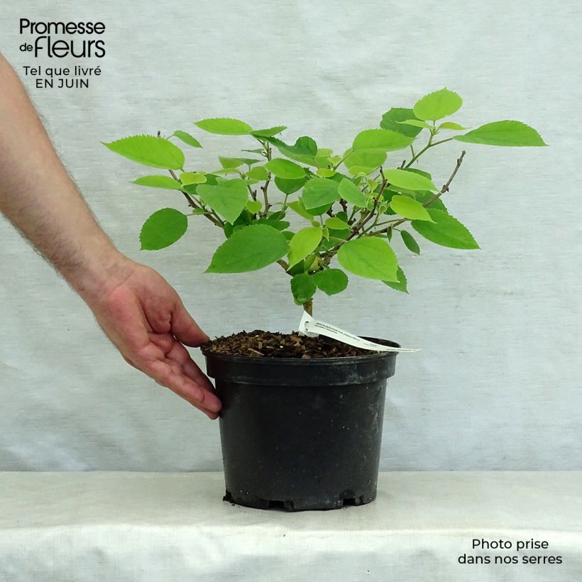 Amostra de Broussonetia papyrifera Golden Shadow Vaso de 4 L/5 L tal como entregue no verão