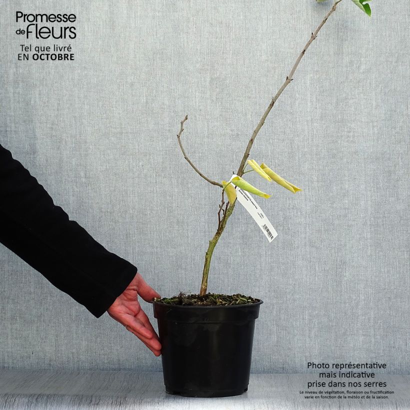 Amostra de Broussonetia papyrifera Golden Shadow Vaso de 4 L/5 L tal como entregue no outono
