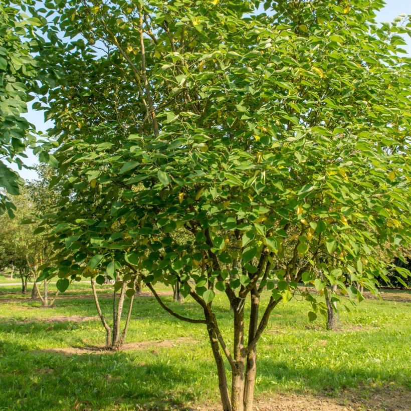 Broussonetia papyrifera (Hábito)