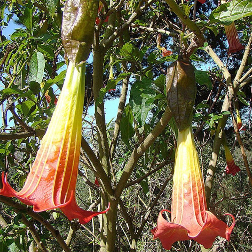 Brugmansia sanguinea (Floração)