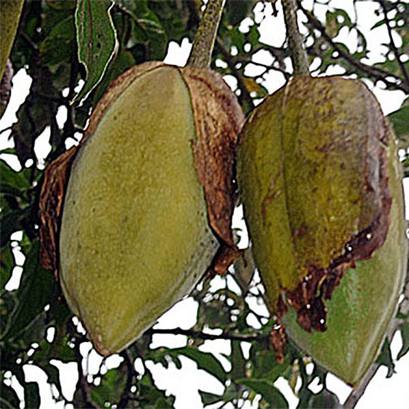 Brugmansia sanguinea (Colheita)