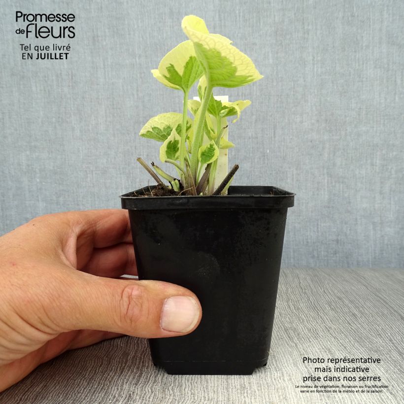 Amostra de Brunnera macrophylla Variegata Vaso de 8/9 cm tal como entregue no verão