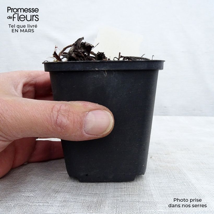 Amostra de Brunnera macrophylla Variegata Vaso de 8/9 cm tal como entregue no inverno