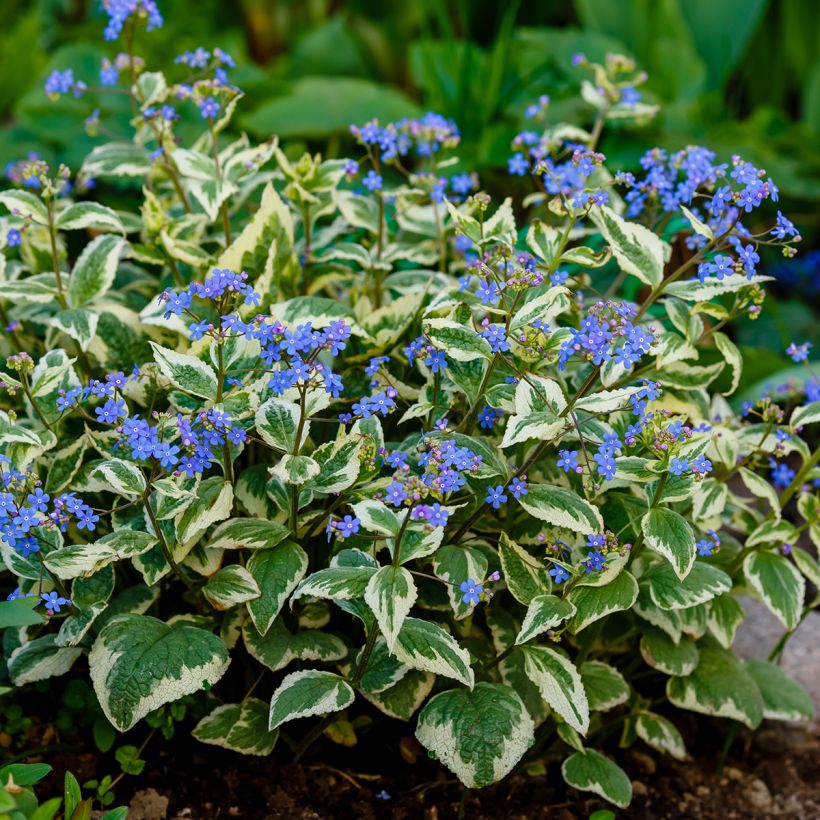 Brunnera macrophylla Variegata (Hábito)