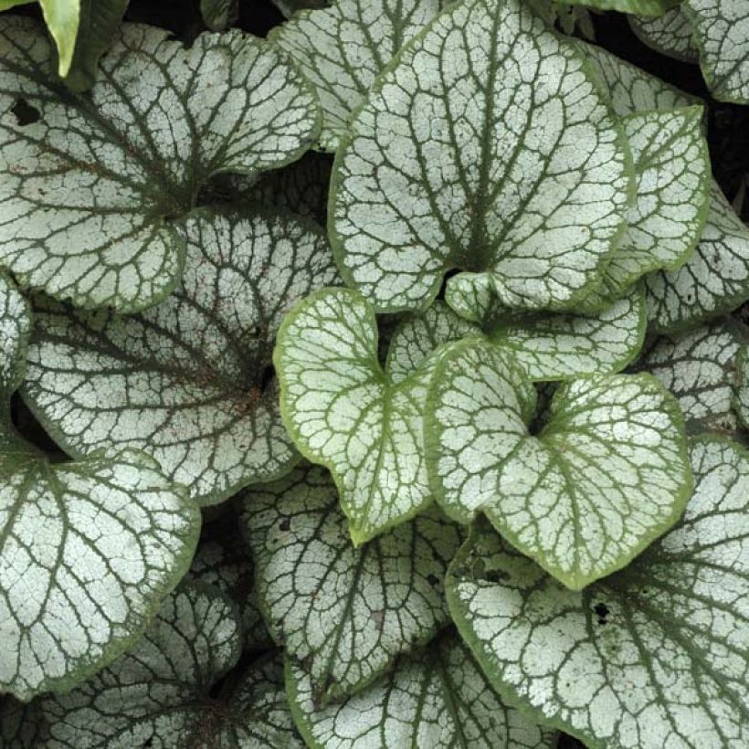 Brunnera macrophylla Jack Frost (Folhagem)