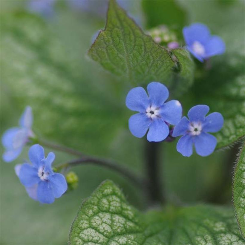 Brunnera macrophylla Alexander's Great (Floração)