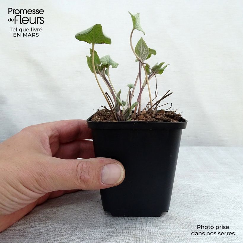 Amostra de Brunnera macrophylla Alexander's Great Vaso de 8/9 cm tal como entregue na primavera