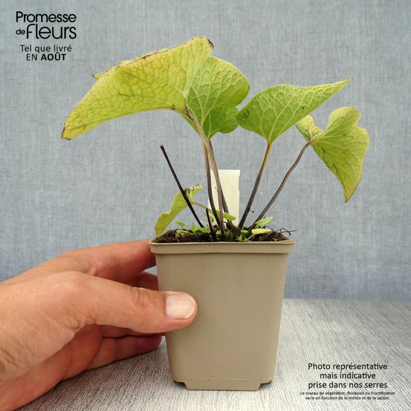Amostra de Brunnera macrophylla Alexander's Great Vaso de 8/9 cm tal como entregue no verão