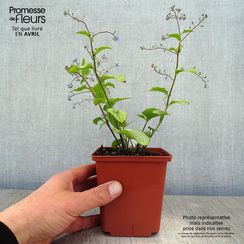 Amostra de Brunnera macrophylla Alexander's Great Vaso de 1 L/1,5 L tal como entregue na primavera