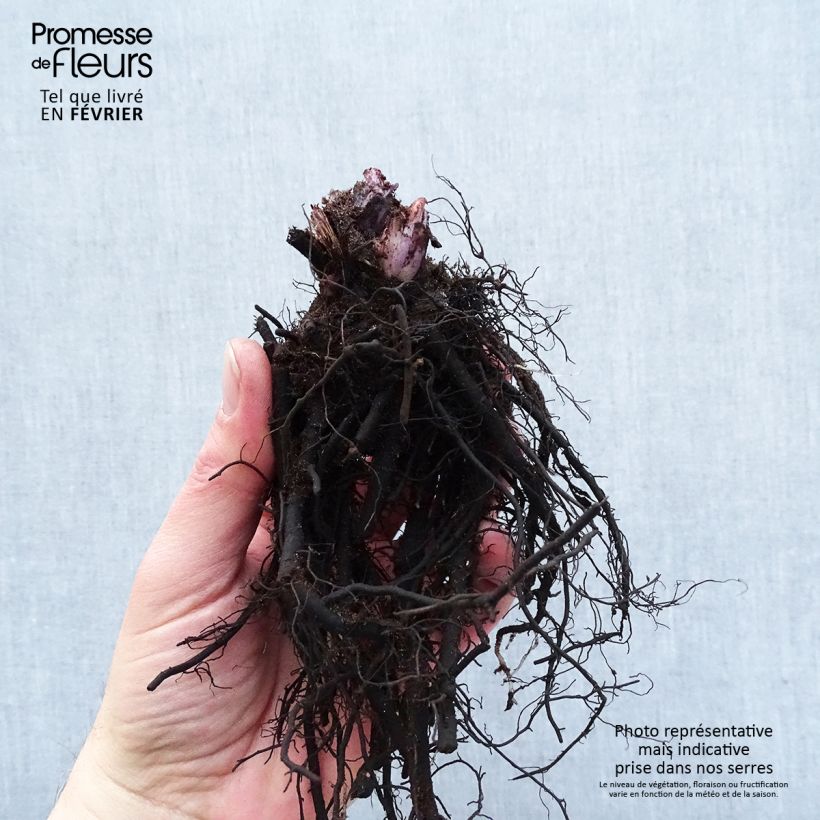 Amostra de Brunnera macrophylla Alexander's Great Raízes nuas tal como entregue no inverno