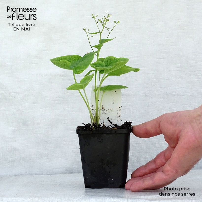 Amostra de Brunnera macrophylla Betty Bowring Vaso de 8/9 cm tal como entregue na primavera