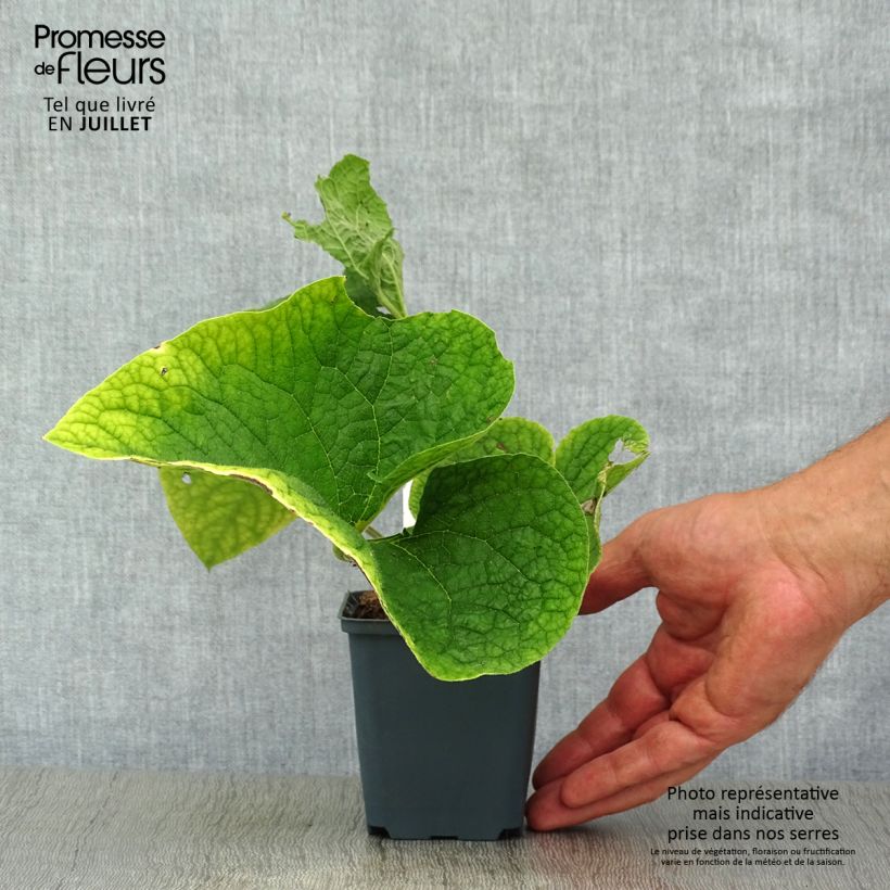 Amostra de Brunnera macrophylla Betty Bowring Vaso de 8/9 cm tal como entregue no verão