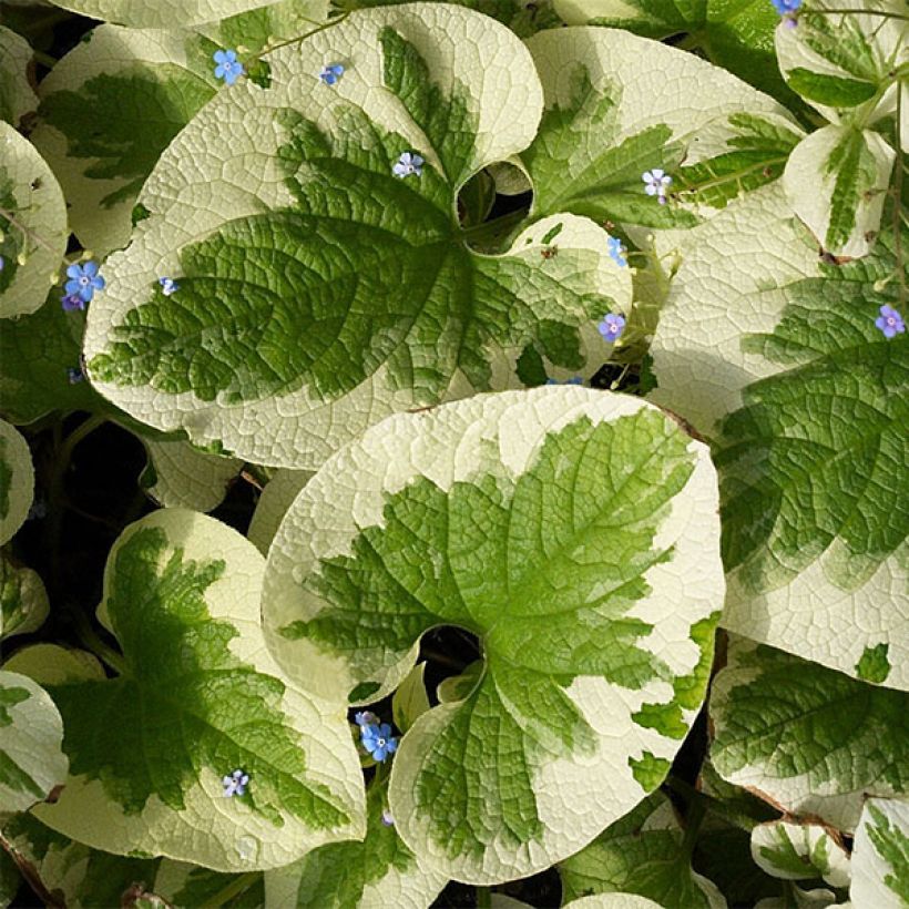 Brunnera macrophylla Dawson's White (Folhagem)