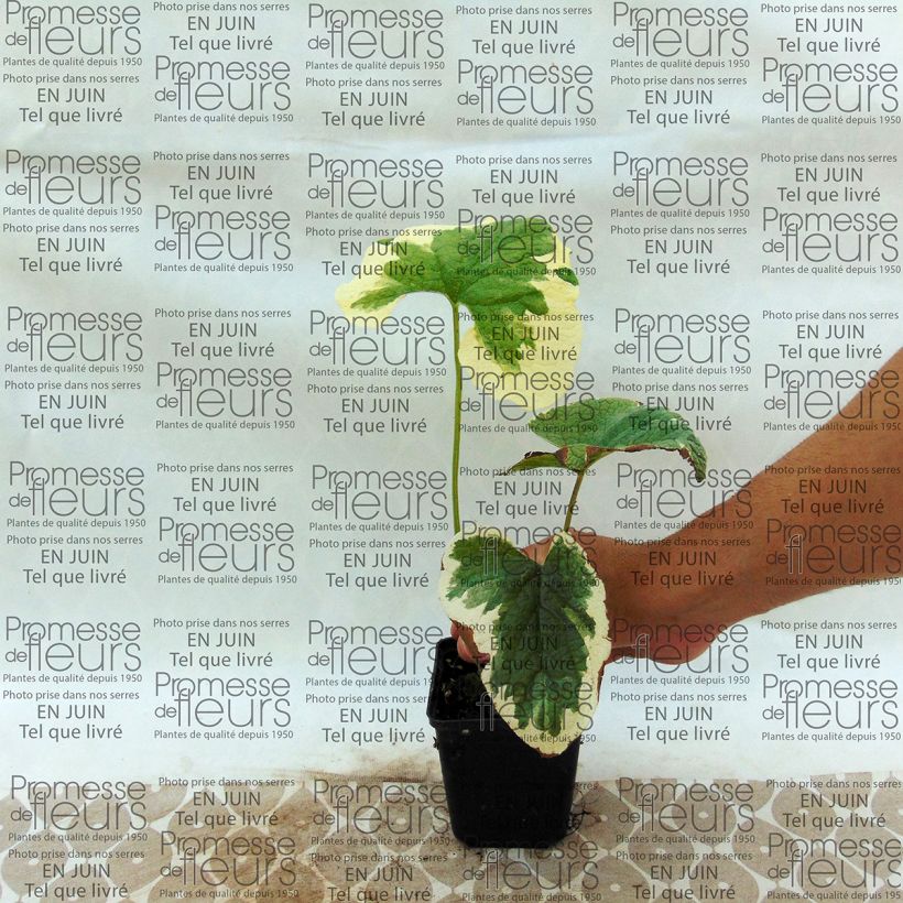 Exemplo de amostra de Brunnera macrophylla Dawson s White - Myosotis du Caucase Vaso de 8/9 cm tal como entregue