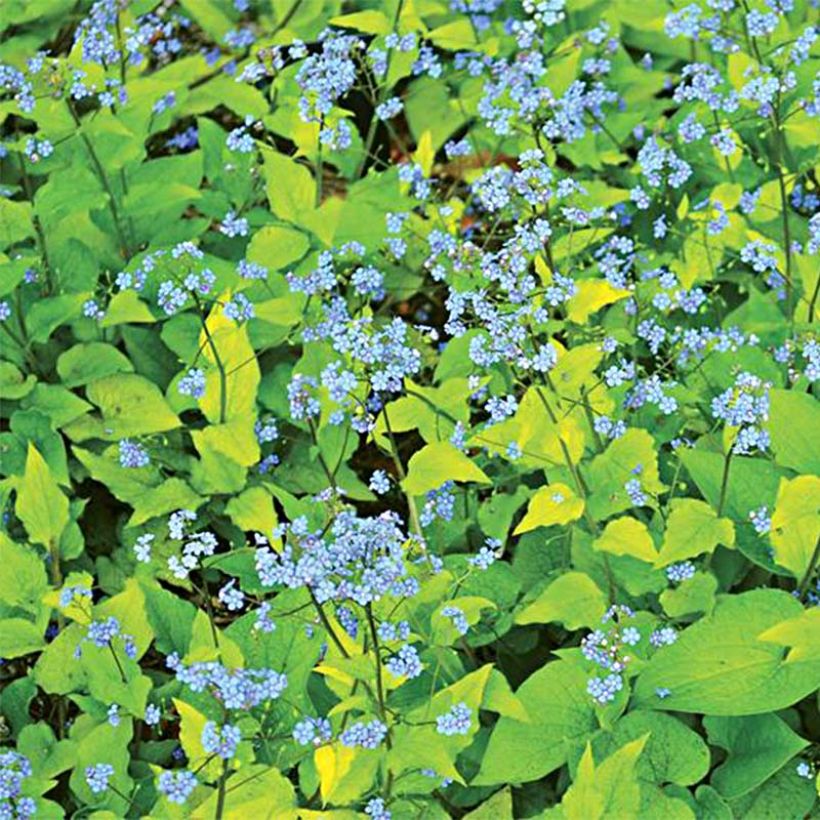 Brunnera macrophylla Diane's Gold (Floração)