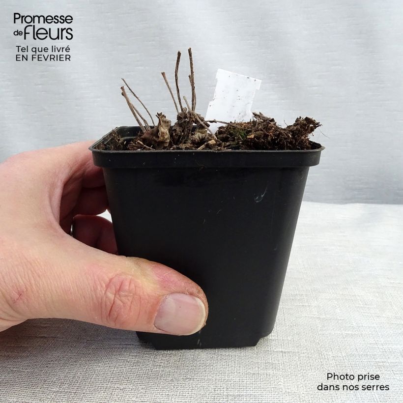 Amostra de Brunnera macrophylla Diane's Gold - Myosotis du Caucase Vaso de 8/9 cm tal como entregue no inverno