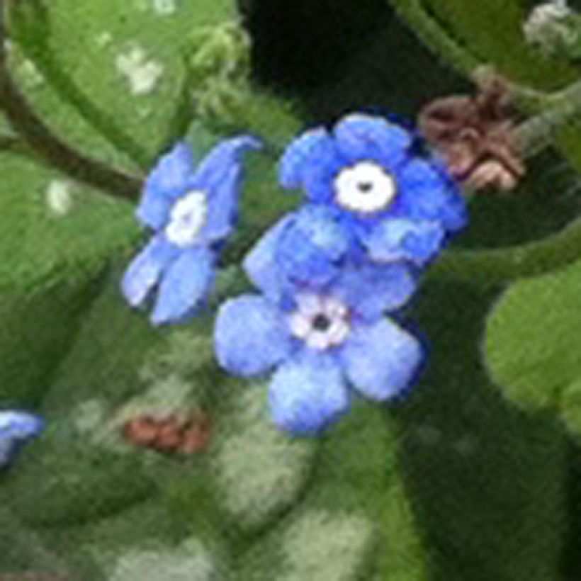 Brunnera macrophylla Emerald Mist (Floração)