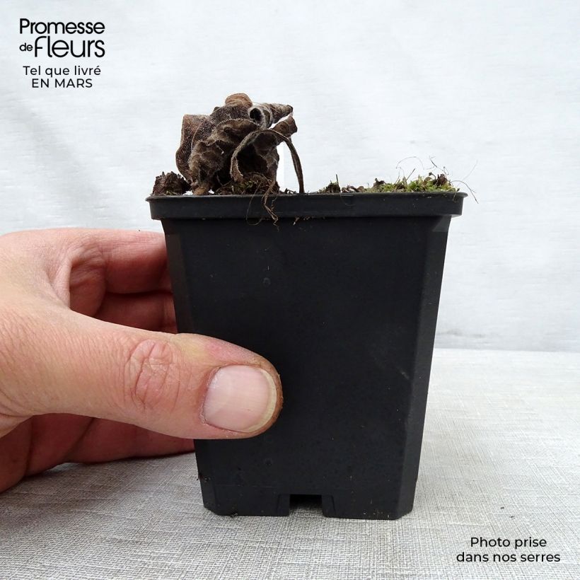 Amostra de Brunnera macrophylla Emerald Mist Vaso de 8/9 cm tal como entregue na primavera