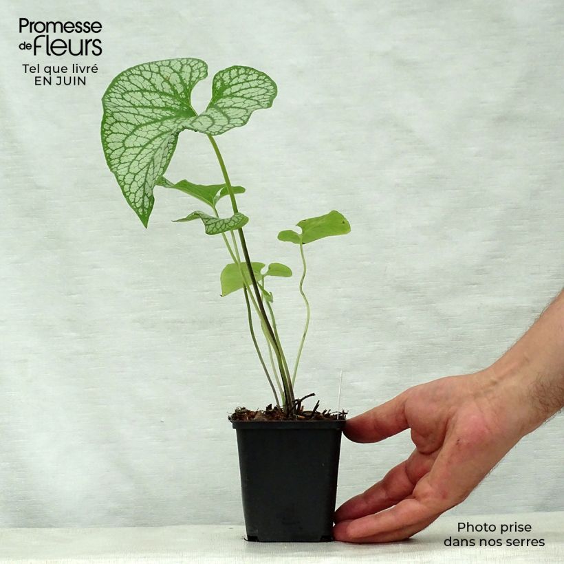Amostra de Brunnera macrophylla Emerald Mist Vaso de 8/9 cm tal como entregue no verão