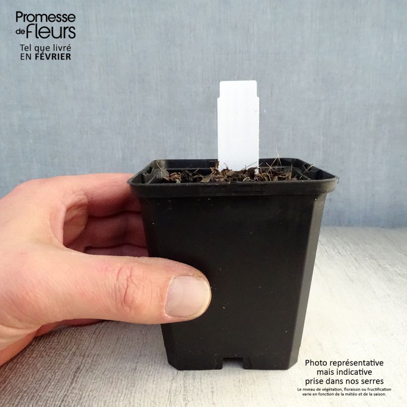 Amostra de Brunnera macrophylla Emerald Mist Vaso de 8/9 cm tal como entregue no inverno