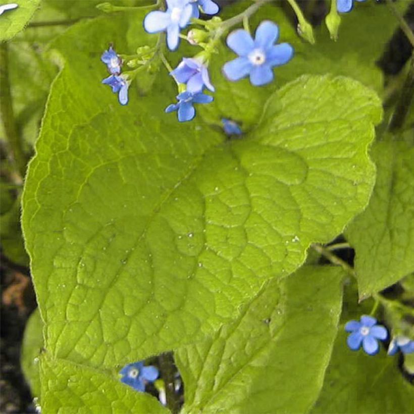 Brunnera macrophylla Green Gold (Folhagem)