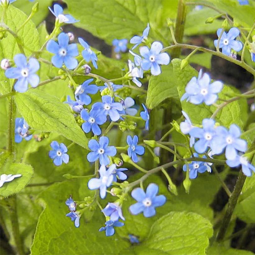Brunnera macrophylla Green Gold (Floração)
