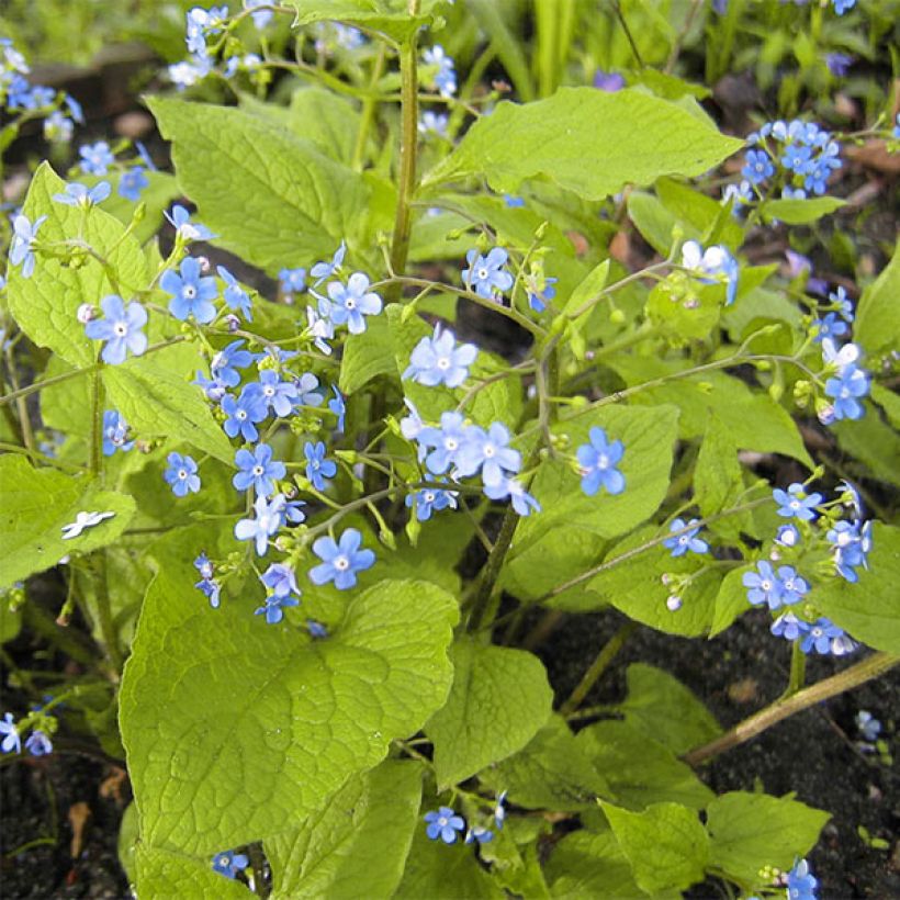 Brunnera macrophylla Green Gold (Hábito)