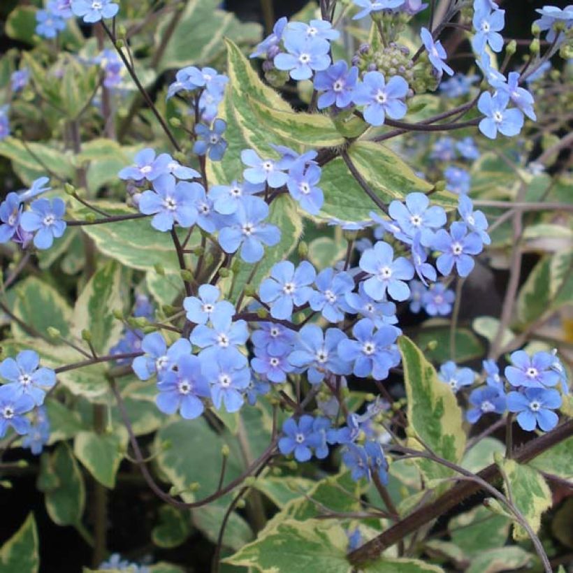 Brunnera macrophylla Hadspen Cream (Floração)