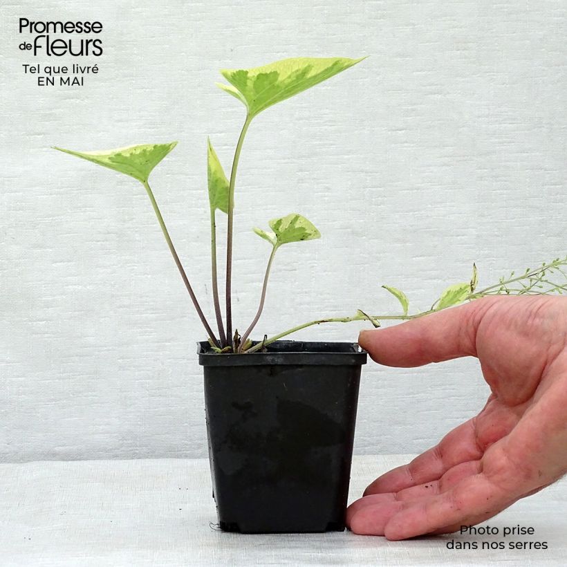 Amostra de Brunnera macrophylla Hadspen Cream Vaso de 8/9 cm tal como entregue na primavera