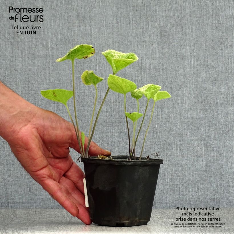 Amostra de Brunnera macrophylla Hadspen Cream Vaso de 8/9 cm tal como entregue no verão