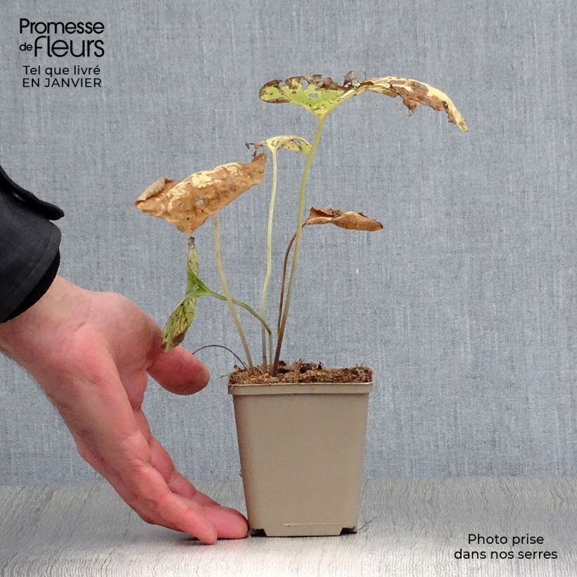 Amostra de Brunnera macrophylla Hadspen cream - Myosotis du Caucase Vaso de 8/9 cm tal como entregue no inverno