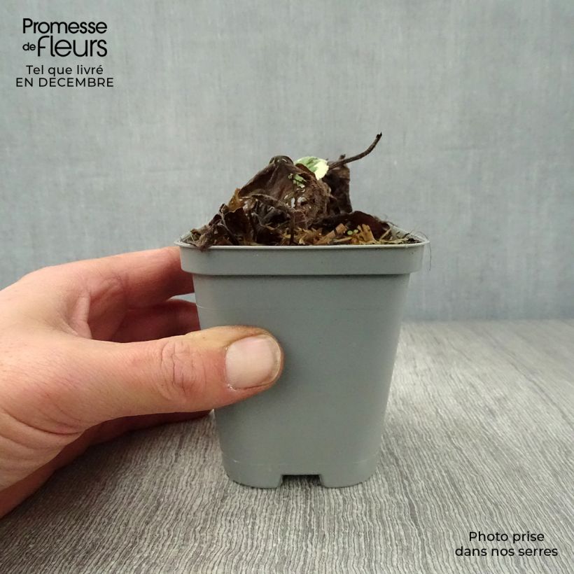 Amostra de Brunnera macrophylla Jack Frost - Myosotis du Caucase Vaso de 7/8 cm tal como entregue no inverno