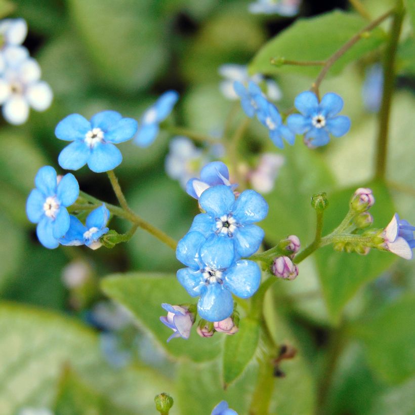 Brunnera macrophylla Jack Frost (Floração)