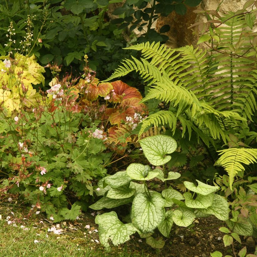 Brunnera macrophylla Jack Frost (Hábito)