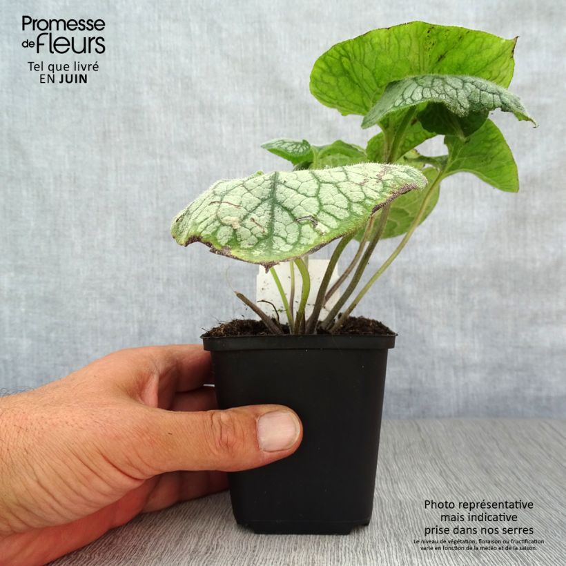 Amostra de Brunnera macrophylla Jack Frost Vaso de 7/8 cm tal como entregue no verão