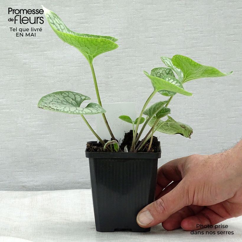 Amostra de Brunnera macrophylla Jack Frost Vaso de 7/8 cm tal como entregue na primavera