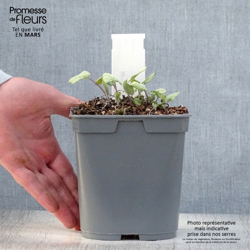 Amostra de Brunnera macrophylla Jack Frost Vaso de 2 L/3 L tal como entregue na primavera