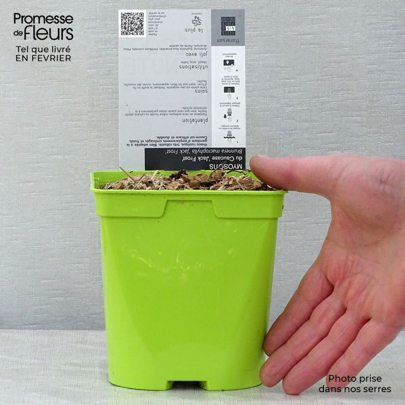 Amostra de Brunnera macrophylla Jack Frost - Myosotis du Caucase Vaso de 2 L/3 L tal como entregue no inverno