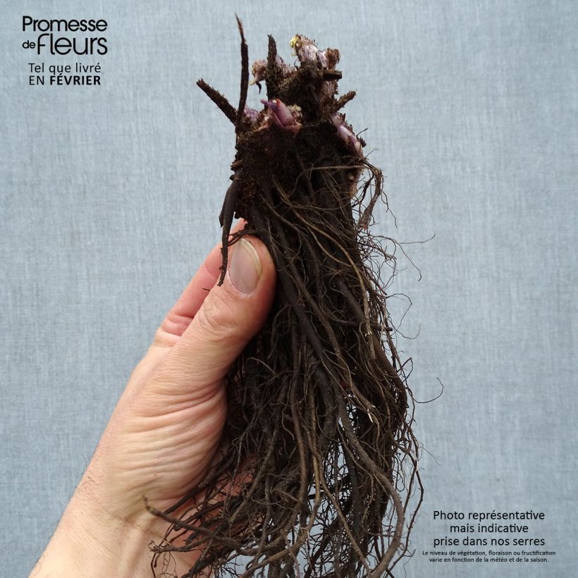 Amostra de Brunnera macrophylla Jack Frost - Myosotis du Caucase Raízes nuas tal como entregue no inverno