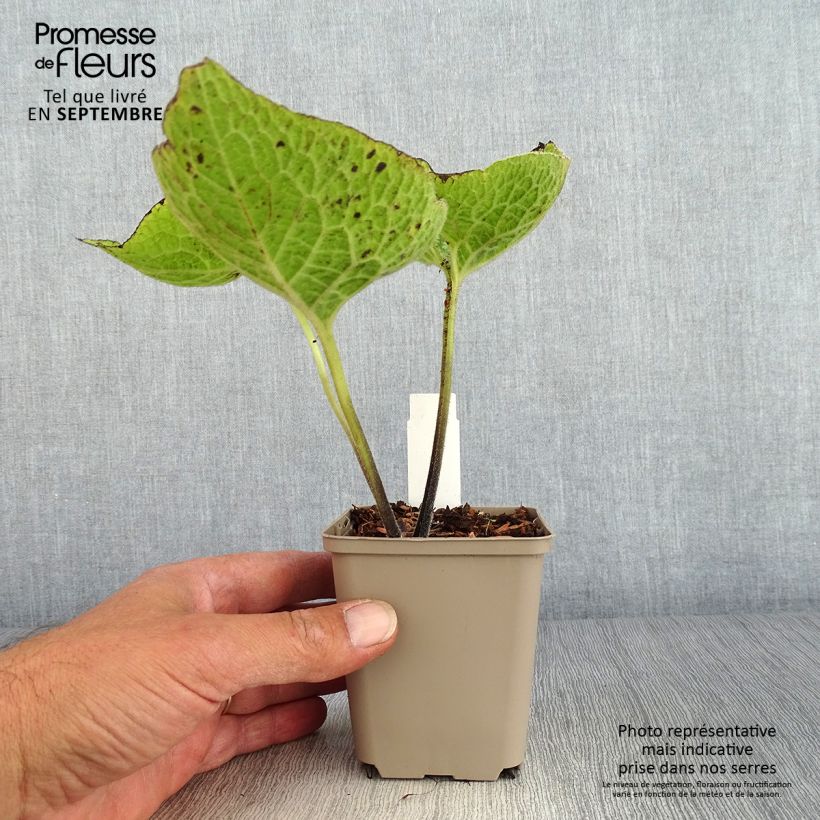 Amostra de Brunnera macrophylla Jack of Diamonds Vaso de 8/9 cm tal como entregue no outono