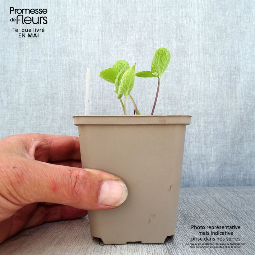 Amostra de Brunnera macrophylla Jack of Diamonds Vaso de 8/9 cm tal como entregue na primavera