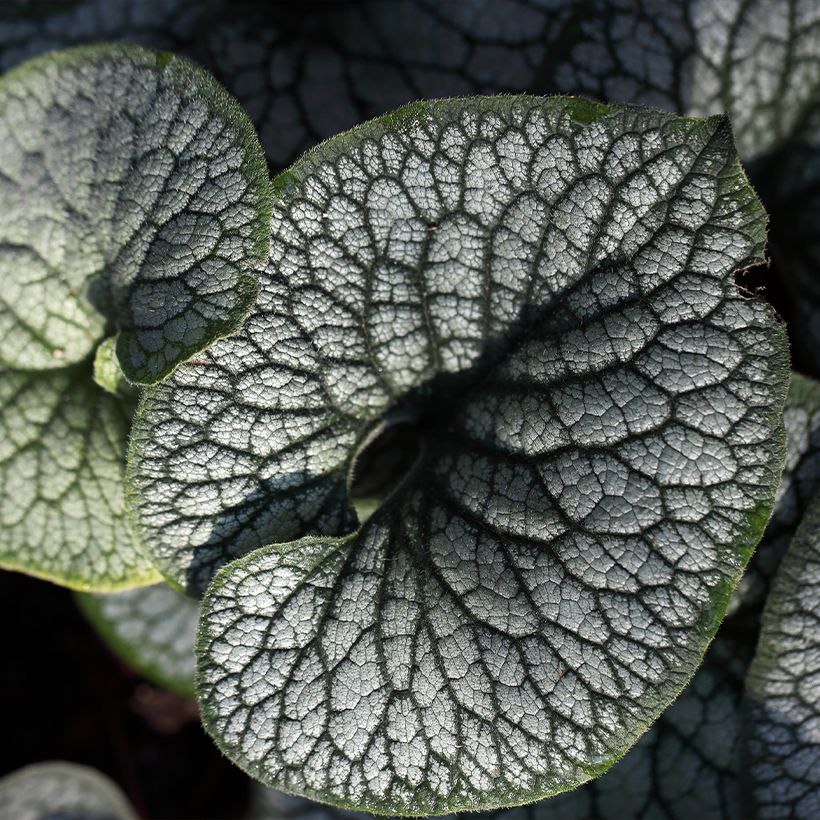 Brunnera macrophylla Jack of Diamonds (Folhagem)