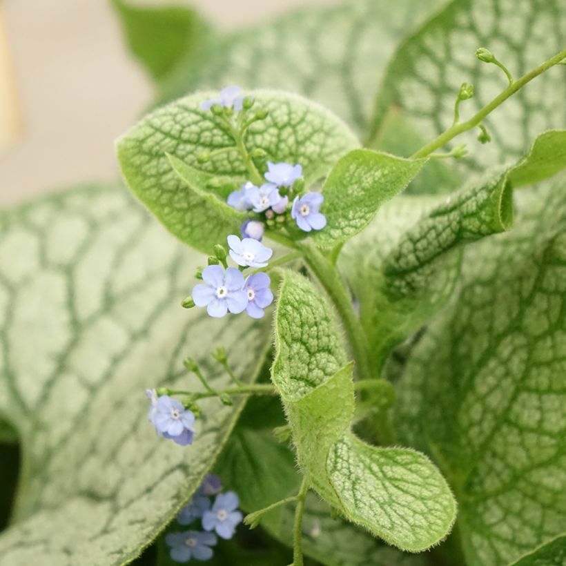 Brunnera macrophylla Jack of Diamonds (Floração)